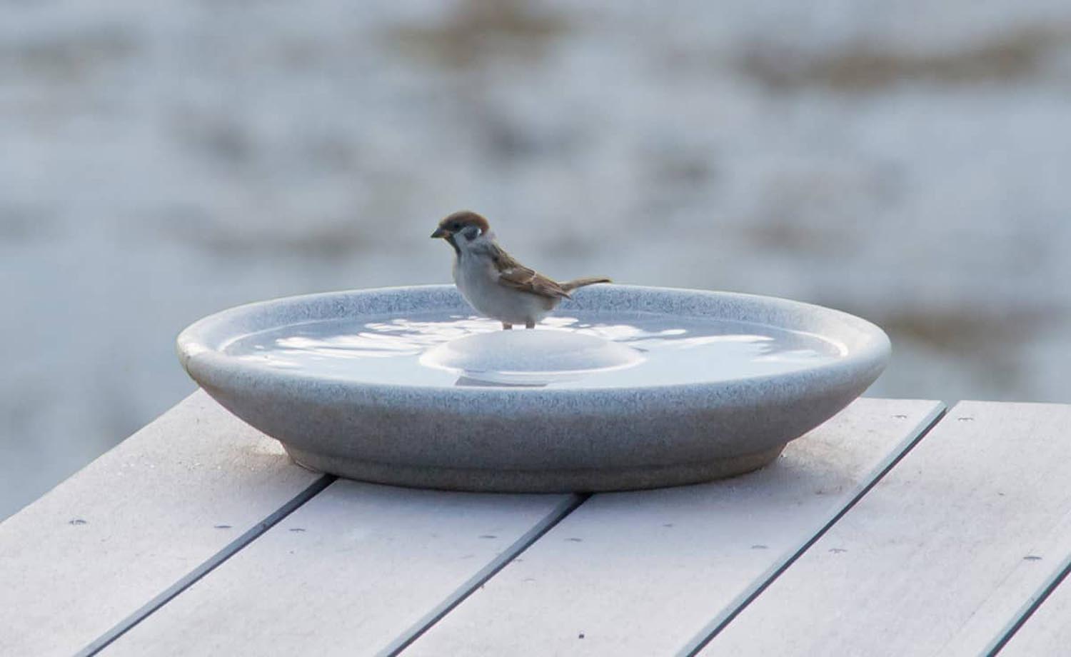 VOGELTRÄNKE GRANICIUM®