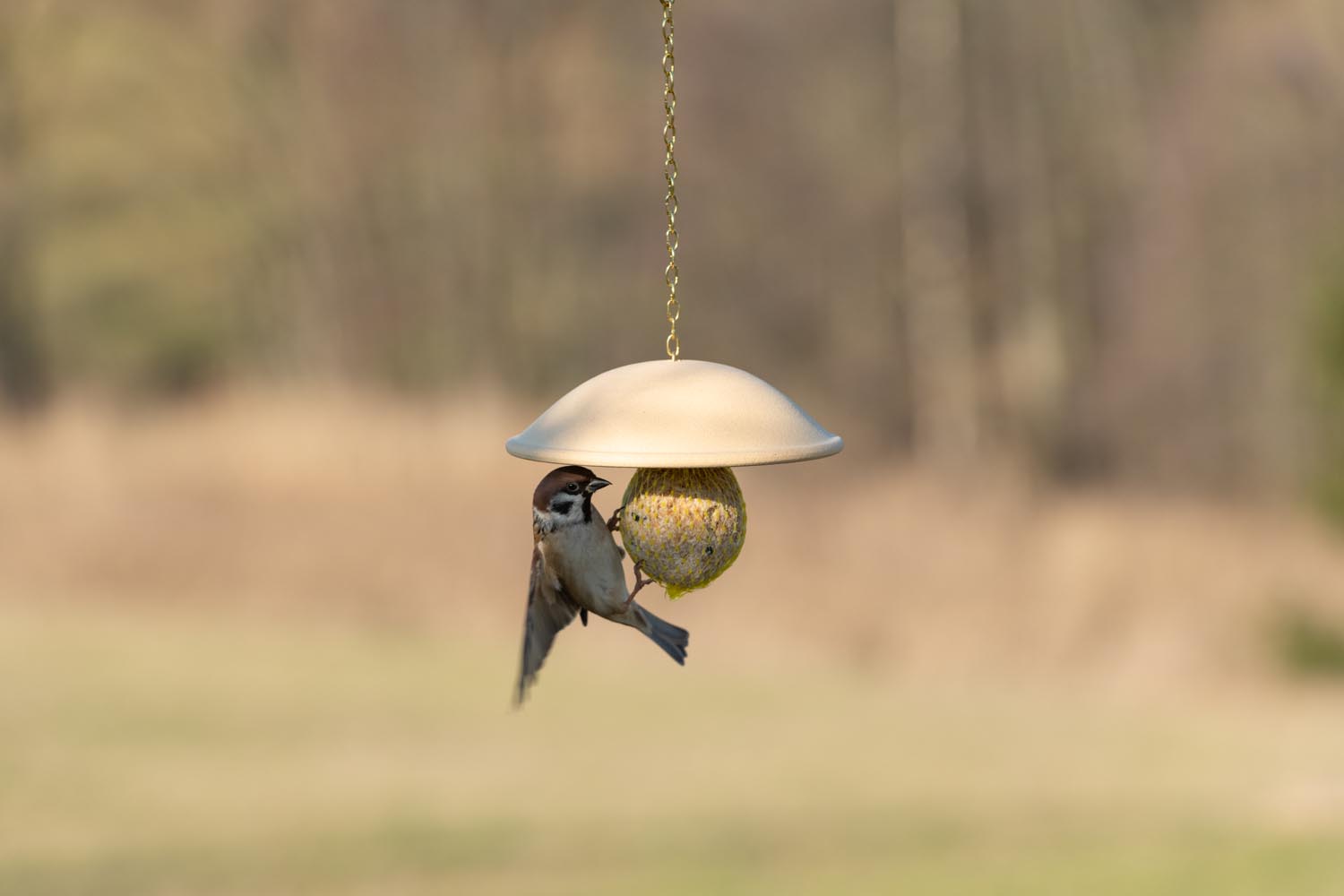 FUTTERDACH FÜR MEISENKNÖDEL